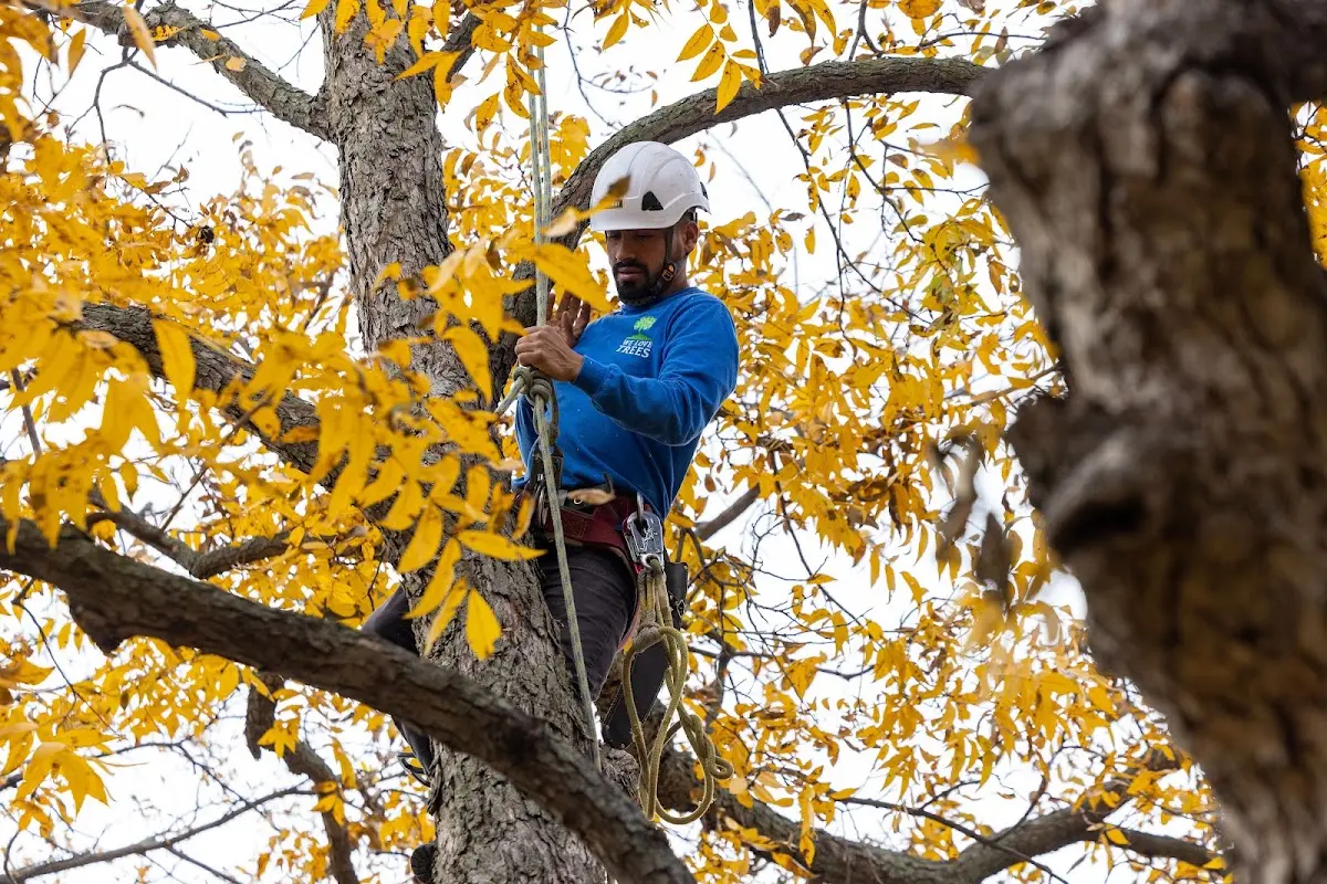 Skilled Tree Planing crew working in Lee Vining